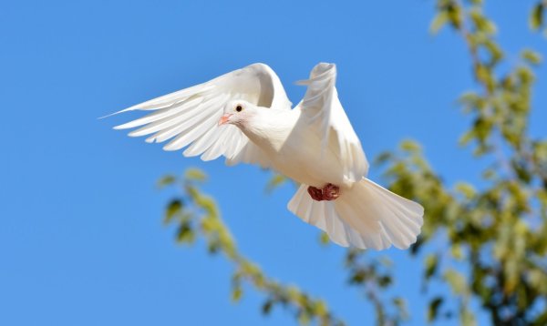 Голубое небо с голубями