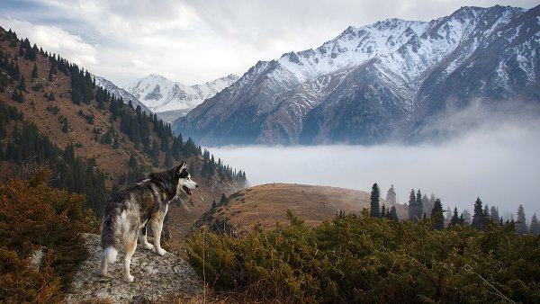 Северное сияние и Луна
