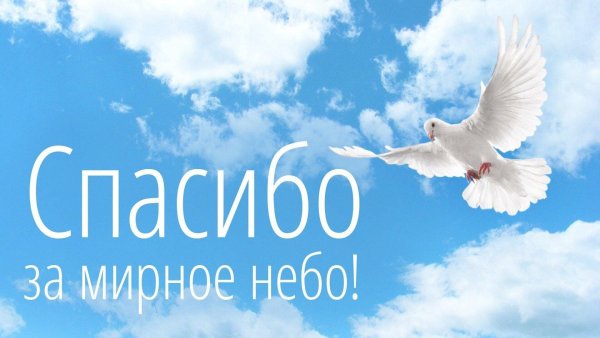 Голубь в руках