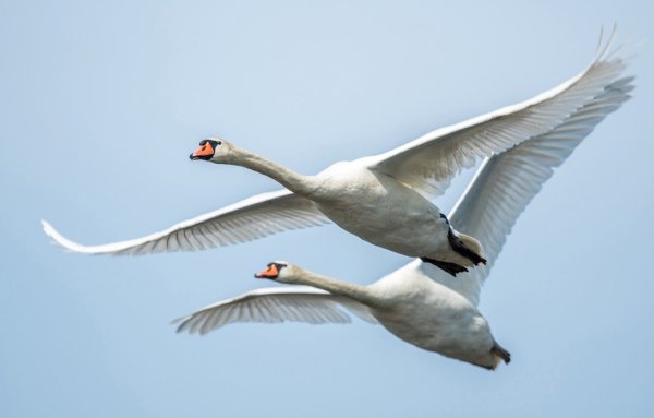 Лебеди в небе