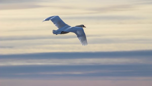Одинокий лебедь в небе