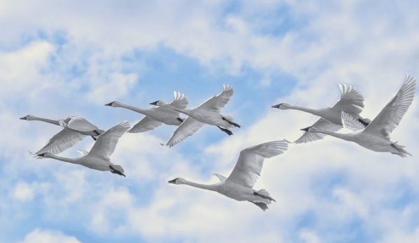 Стая лебедей летит