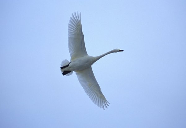 Лебеди летят