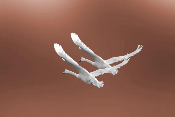 Три лебедя в полете