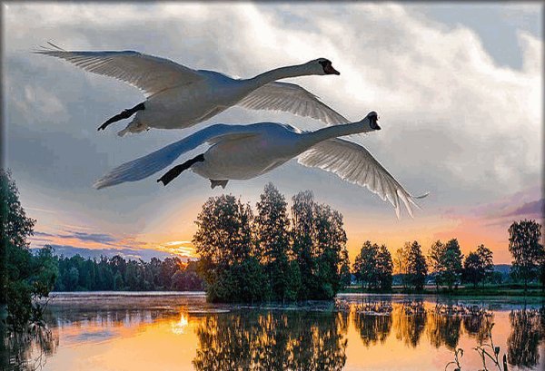 Две птицы в небе