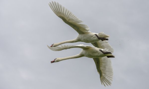 Лебедь летает