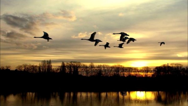 Лебеди в небе красивое