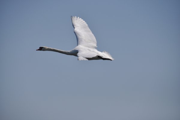 Лебедь в полете