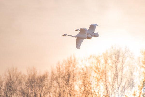 Птицы в небе живопись
