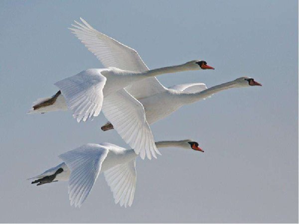 Лебедь в полете