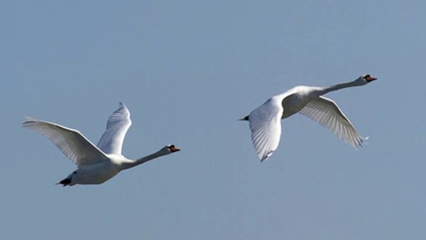 Белый лебедь в небе