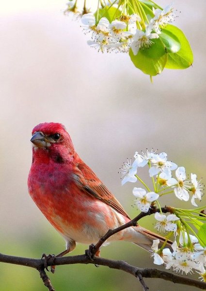 Утро Весна птицы