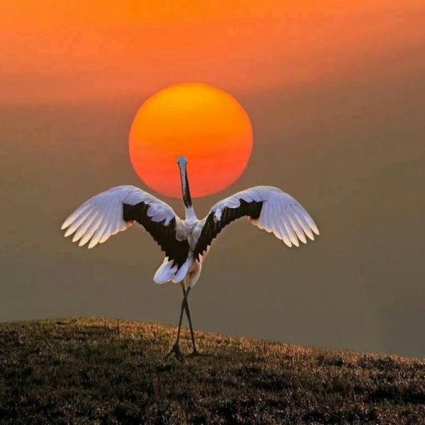 Аист на закате