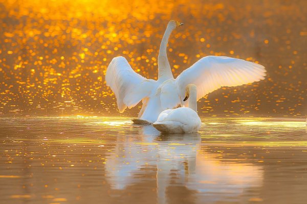 Лебеди на рассвете