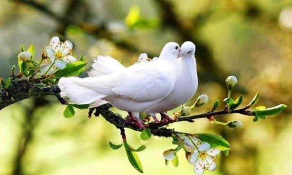 Весна любовь счастье