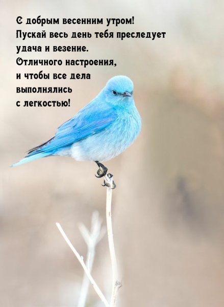 Доброе утро с птичками картинки с надписями