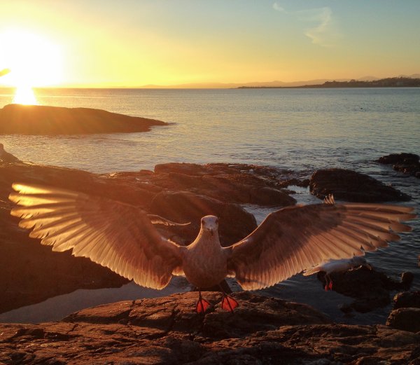 Птицы в небе