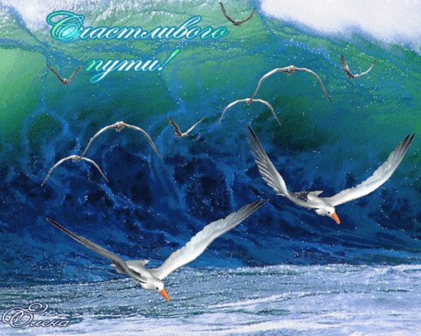 Море птицы рассвет