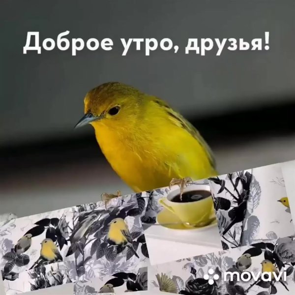 Красивое небо с птицами