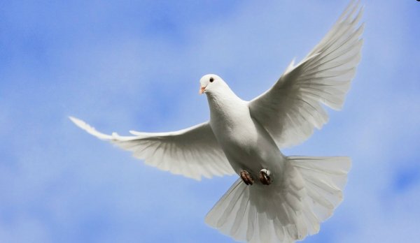 Голуби улетели