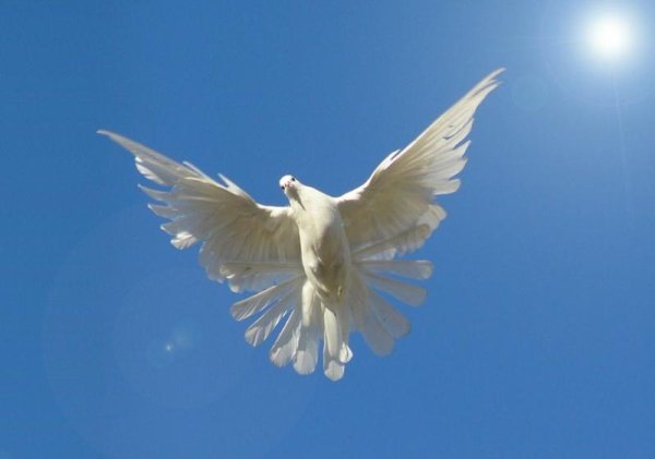 Голуби в небе