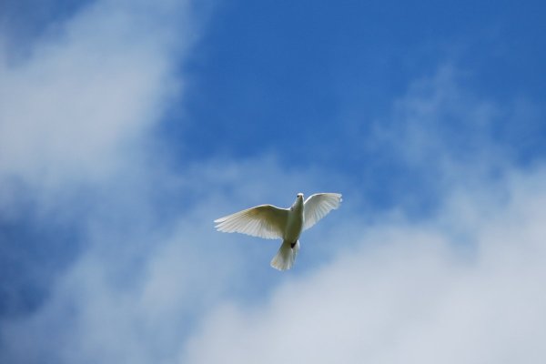 Белый голубь взлетает в небо