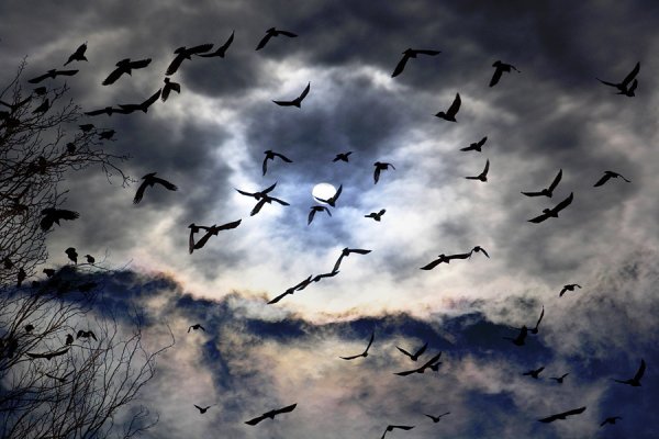 Стая Воронов в небе