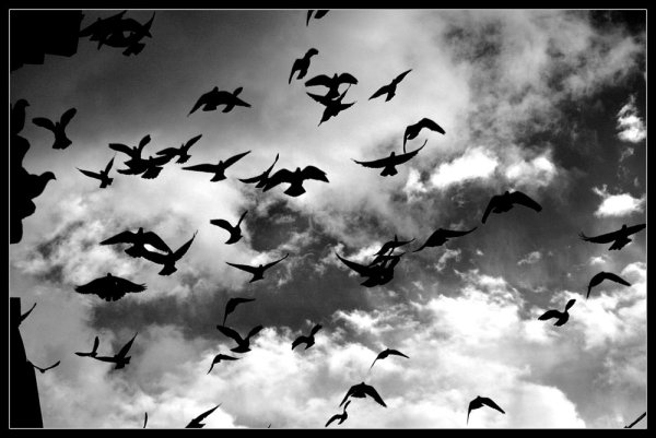 Птицы: стая Хичкок