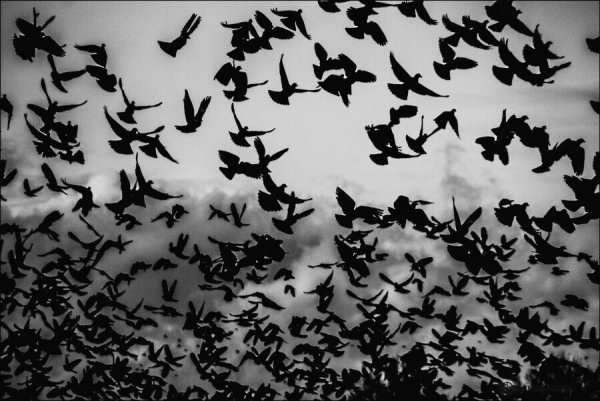Стая черных птиц