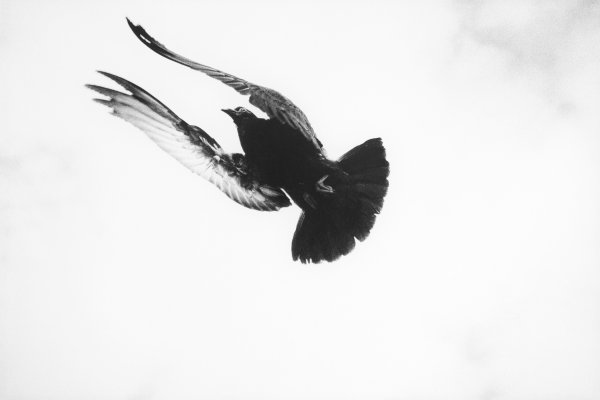 Птица черно белого цвета