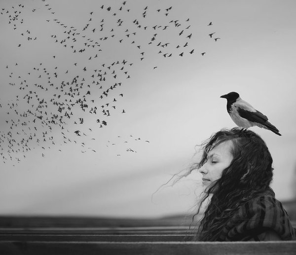 Птица черно белая