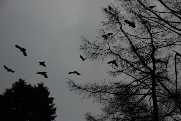 Вороны в небе