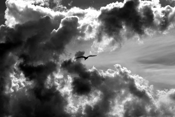 Птицы в небе черно белое