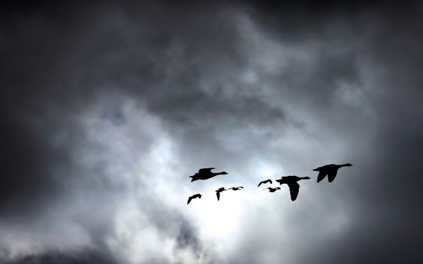 Птицы в пасмурном небе