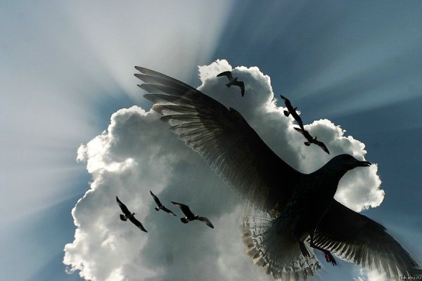 Полет одинокой птицы