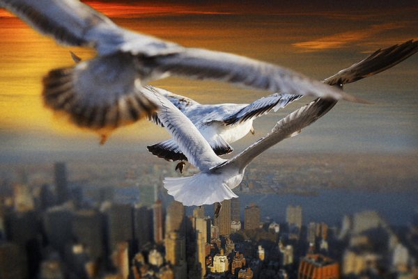 Птица высоко в небе