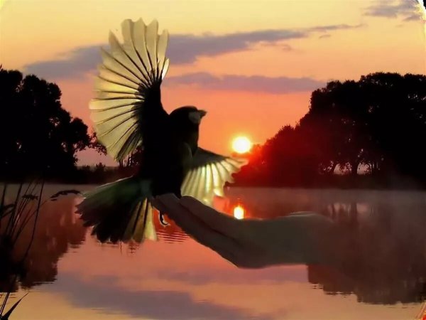 Птица счастья в руках