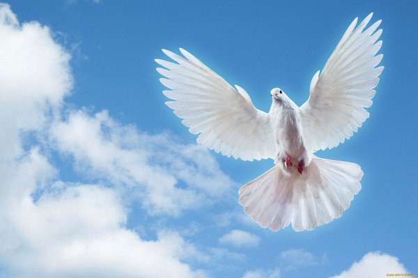 Голубь в полете