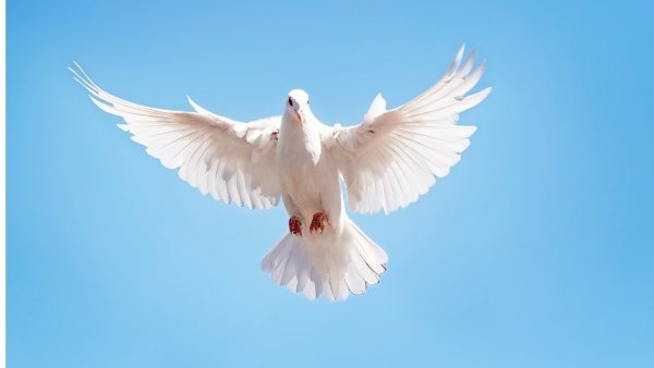 Стая голубей