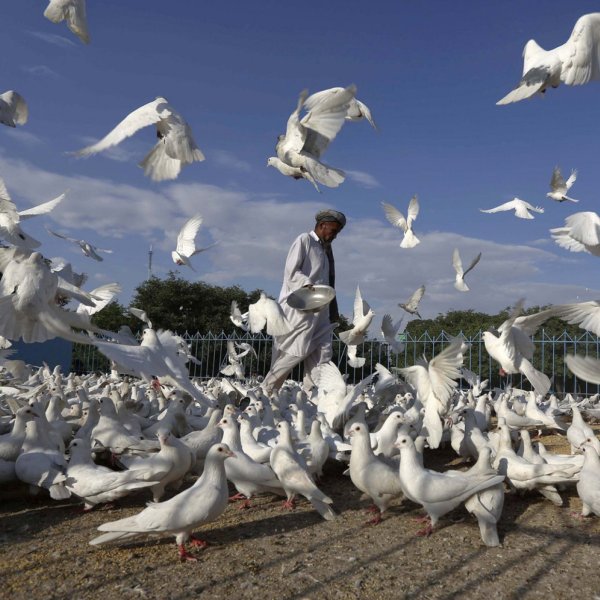 Белый голубь подлетает