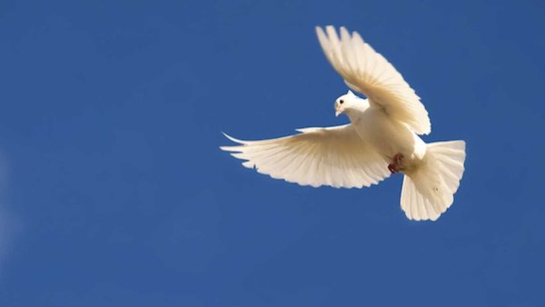 Голуби в небе