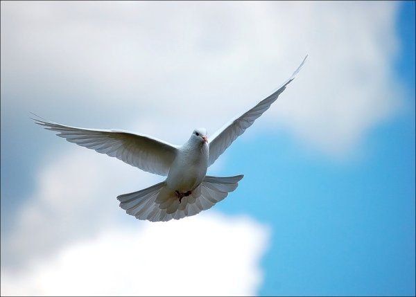 Пиджеон голубь