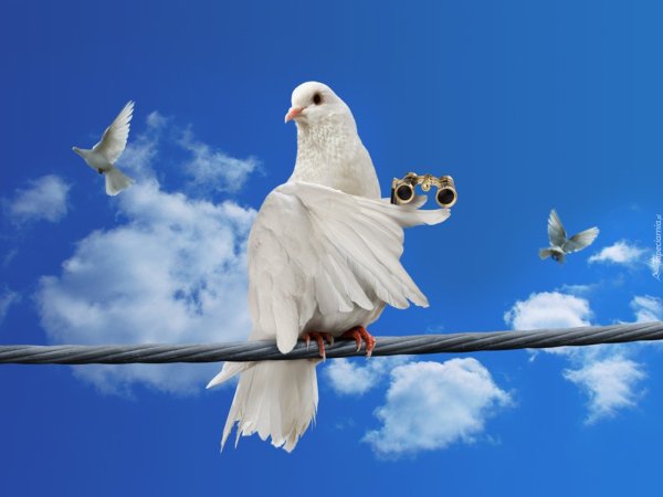Парящий голубь