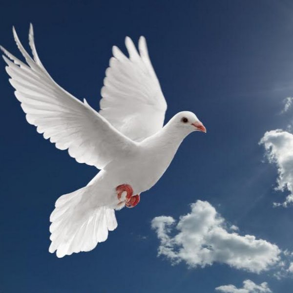 Христианский голубь