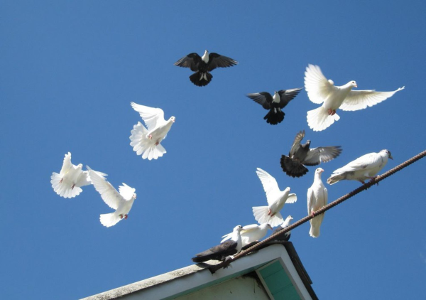 Голубь летит