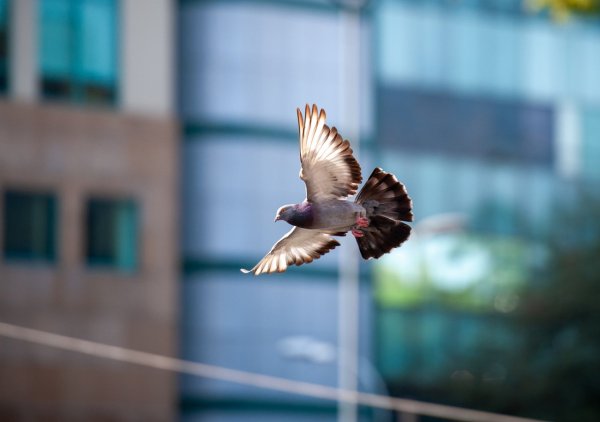 Стая голубей в небе