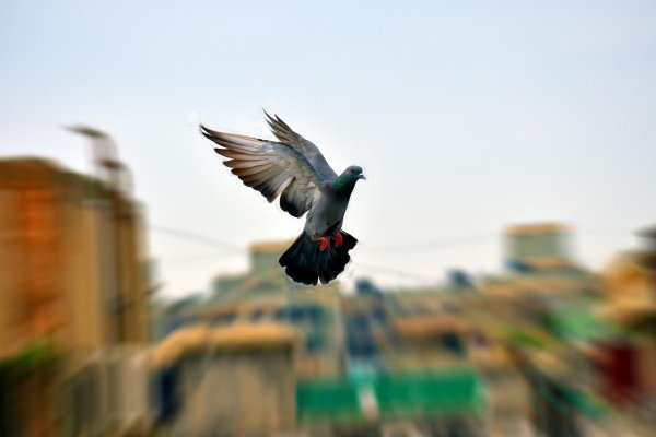 Птицы в небе