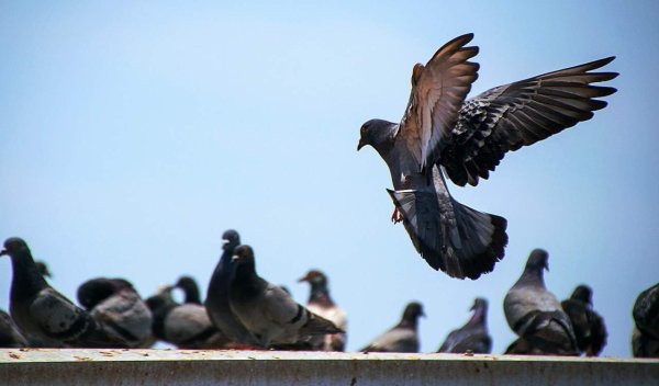 Два голубя в небе