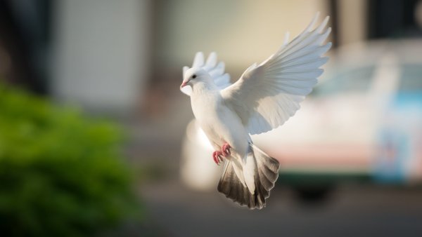 Выпустить птицу на волю