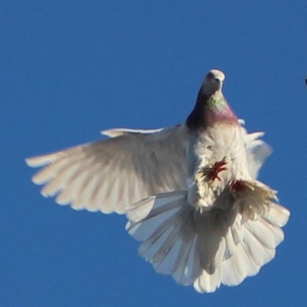 Белый голубь